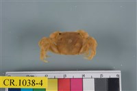 藏品(肉球近方蟹)的圖片